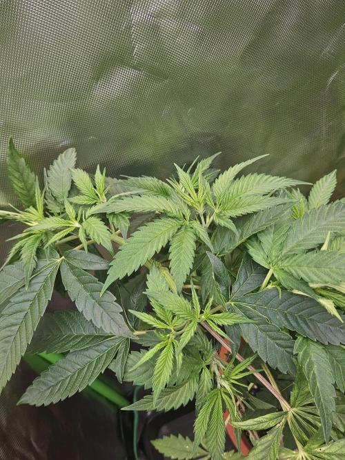 Mystery Phenos. Week 10