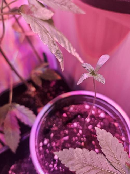 Garlic Mint. Week 1