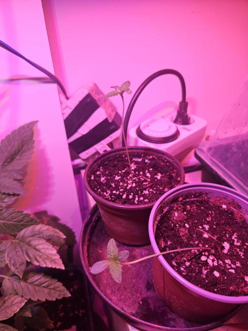 FC4000-EVO 320W Dimmable Samsung LED. Week 1