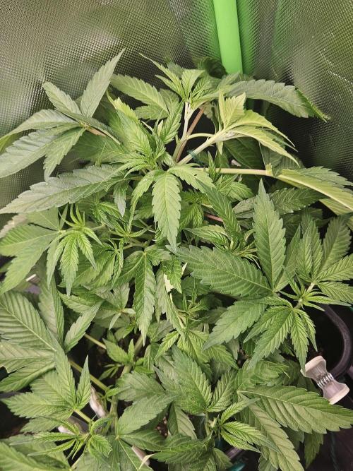 Clone Lemon Mandarin. Week 6