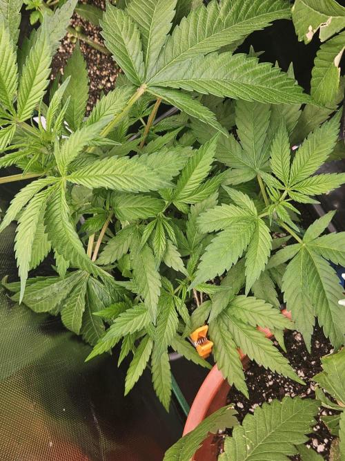 Clone Lemon Mandarin. Week 6
