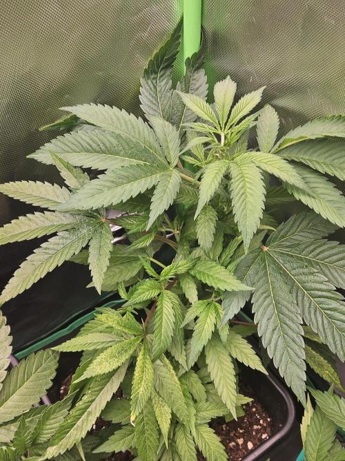 Clone Lemon Mandarin. Week 6