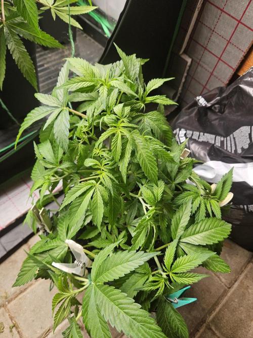 Clone Lemon Mandarin. Week 7