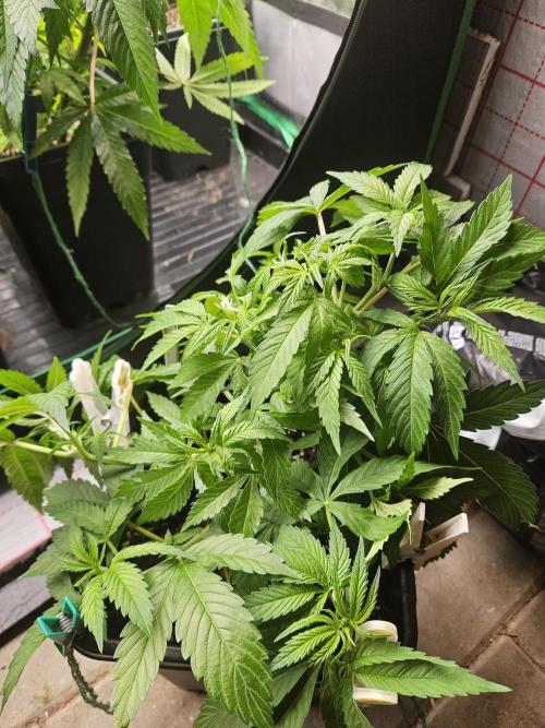 Clone Lemon Mandarin. Week 7