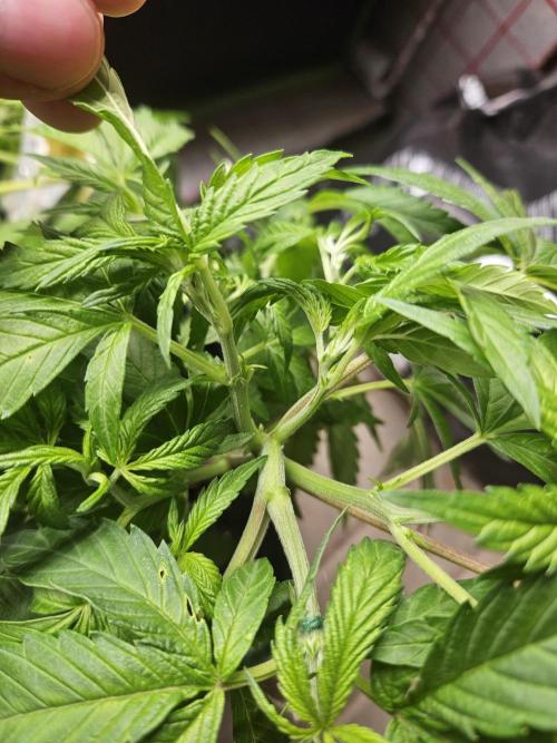 Clone Lemon Mandarin. Week 7