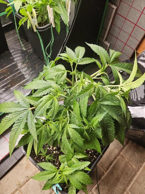 Clone Lemon Mandarin. Week 7