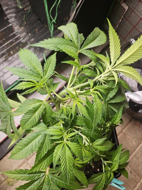 Clone Lemon Mandarin. Week 7
