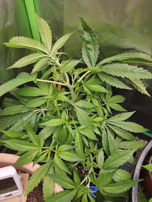 1,20x0,60x1,8. Week 7