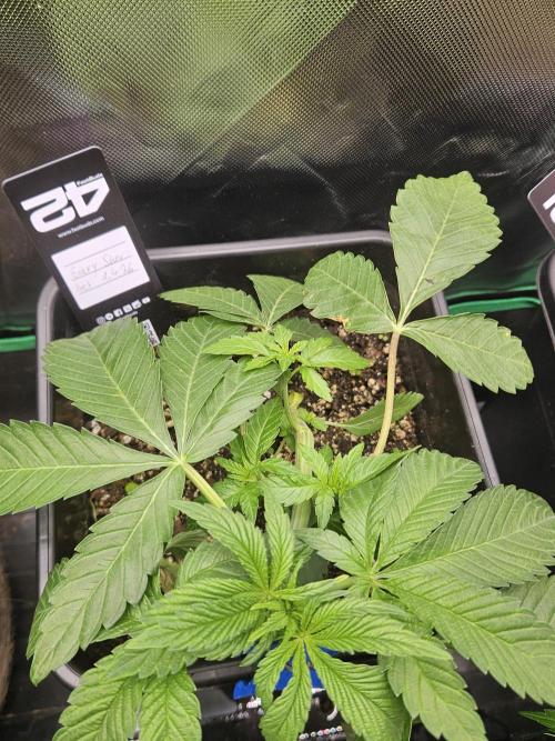 Gary Sherbet. Week 5