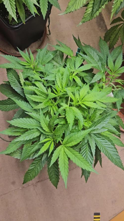 Clone Lemon Mandarin