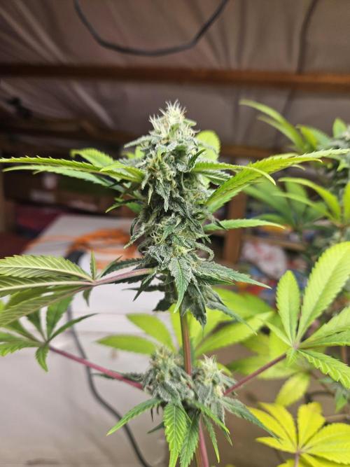 Lemon Mandarin 🍋🍊. Week 15