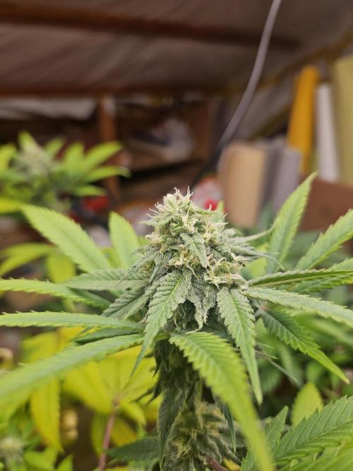 Lemon Mandarin. Week 15