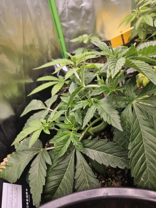 Gary Sherbet. Week 6