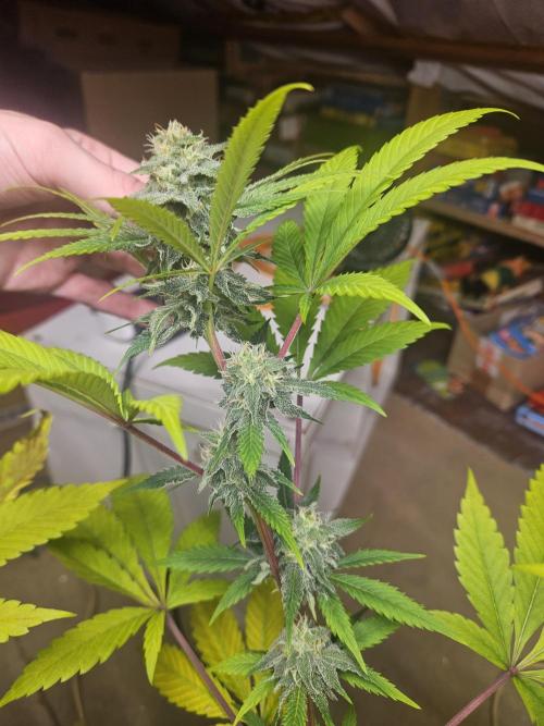 Lemon Mandarin 🍋🍊. Week 16