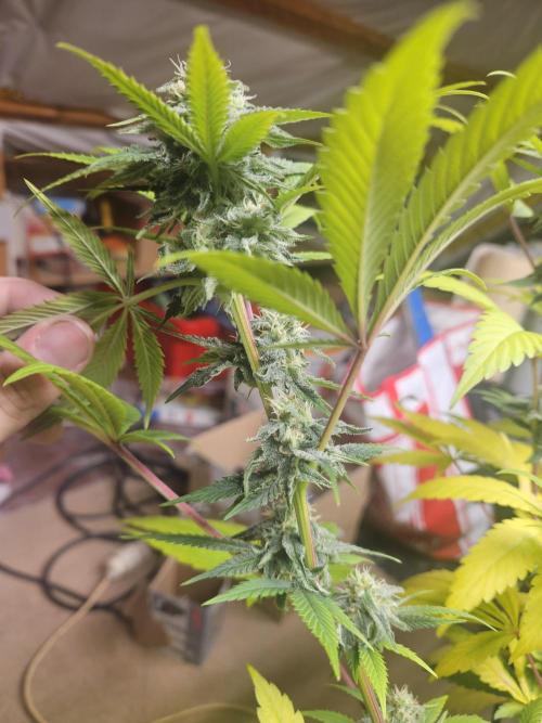 Lemon Mandarin 🍋🍊. Week 16
