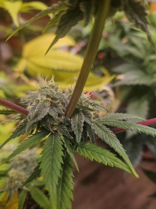 Lemon Mandarin 🍋🍊. Week 16