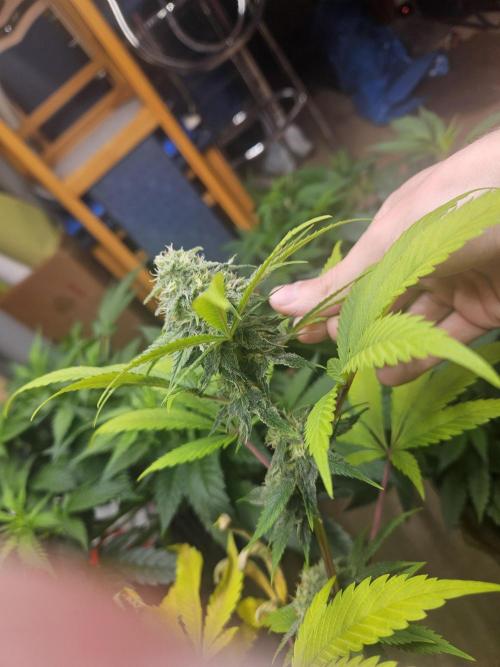 Lemon Mandarin 🍋🍊. Week 16