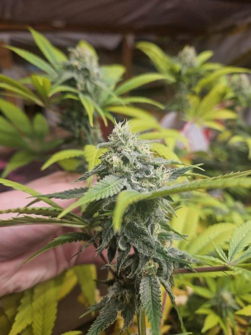 Lemon Mandarin. Week 16
