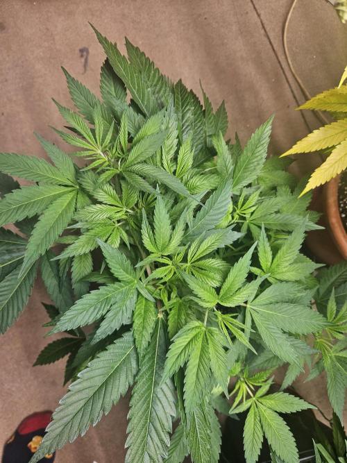 Clone Lemon Mandarin. Week 8