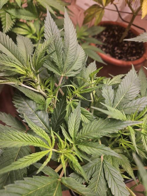 Clone Lemon Mandarin. Week 8