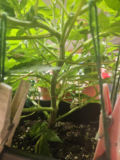 1,20x0,60x1,8. Week 8