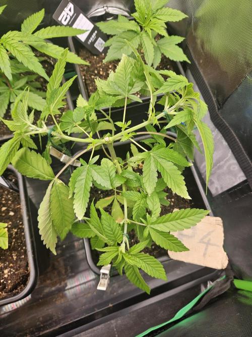 Mystery Phenos. Week 11