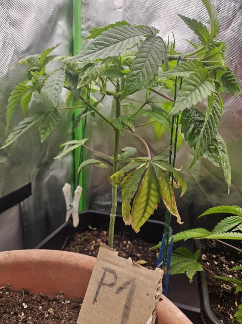 Mystery Phenos. Week 11