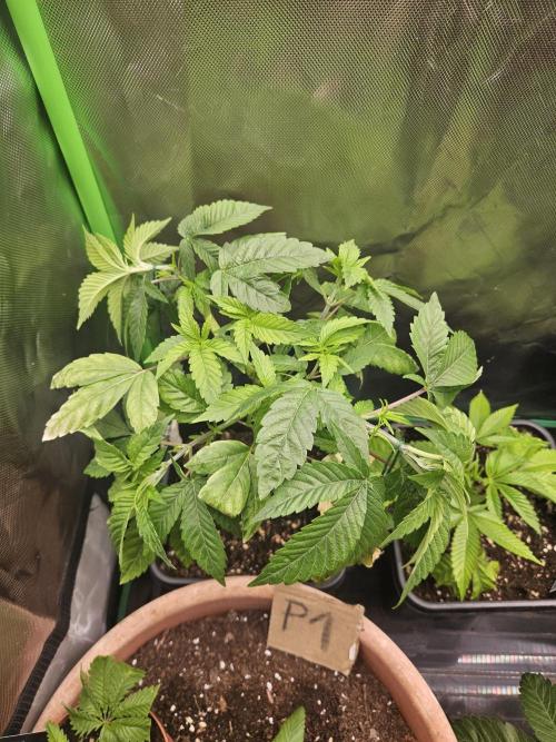 Mystery Phenos. Week 11