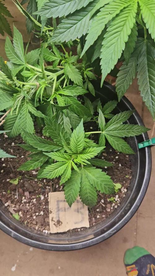 Mystery Phenos