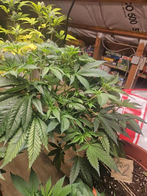 Mystery Phenos. Week 11