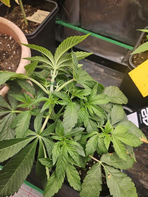 Gary Sherbet. Week 6