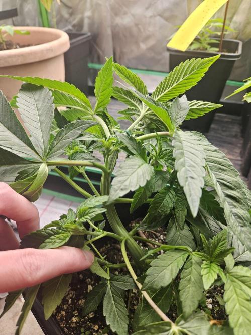 Gary Sherbet. Week 6