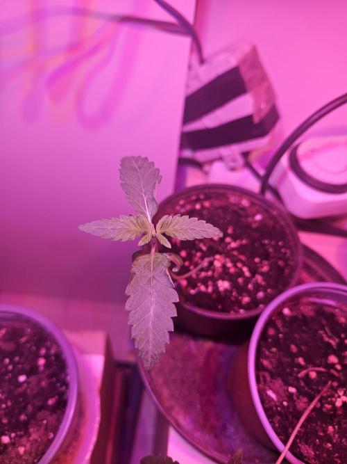 Garlic Mint. Week 2