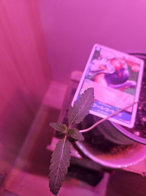 Garlic Mint. Week 2