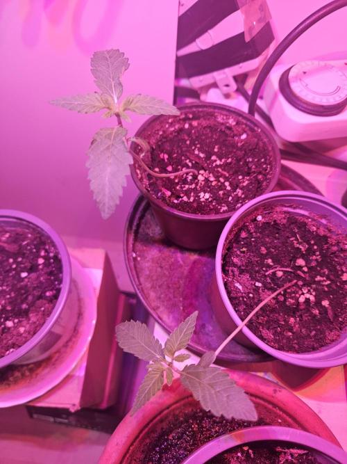 FC4000-EVO 320W Dimmable Samsung LED. Week 2