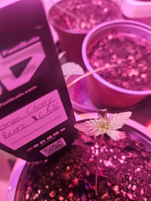 Lemon Cherry Runtz. Week 1
