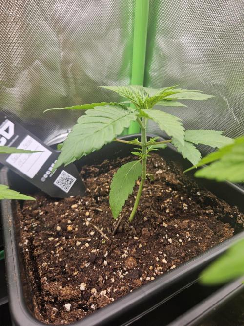 Gorilla Melon🍉😋. Week 3