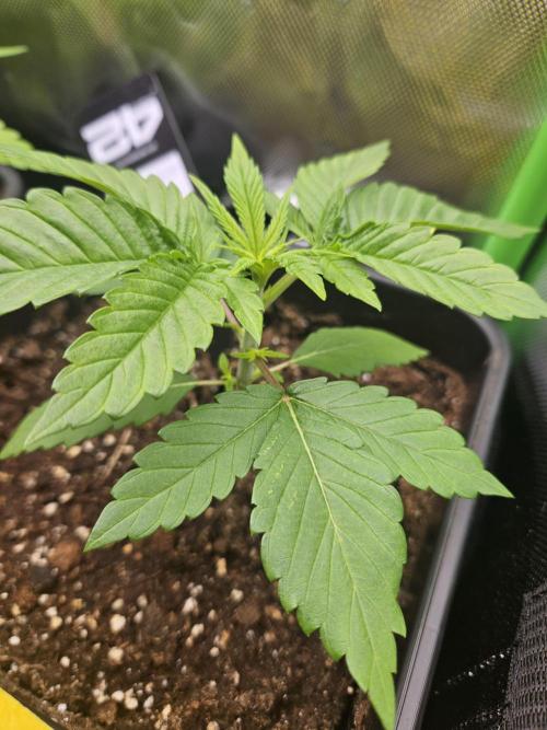 Gorilla Melon. Week 3