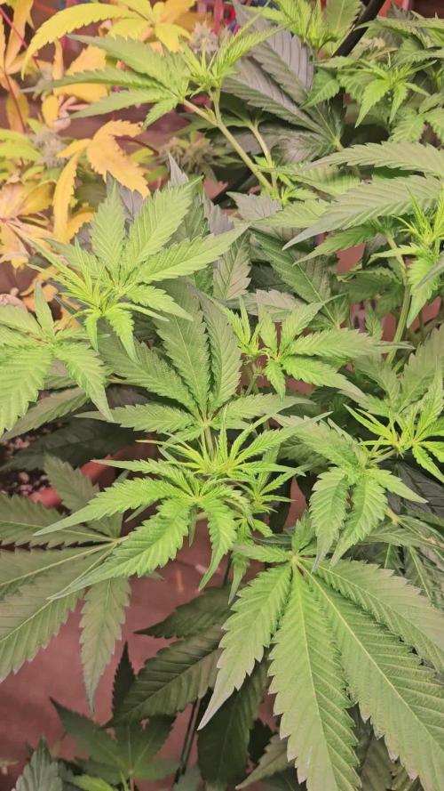 Clone Lemon Mandarin