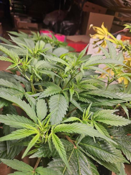 Clone Lemon Mandarin. Week 9