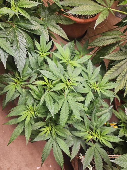 Clone Lemon Mandarin. Week 9