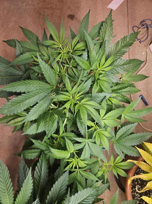 Clone Lemon Mandarin. Week 9