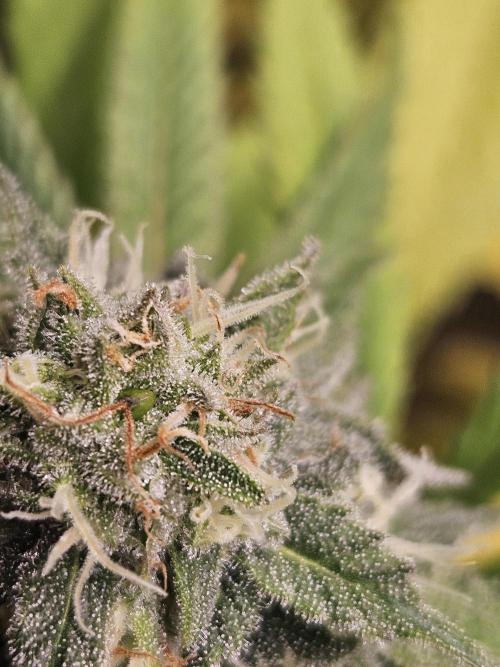 Lemon Mandarin 🍋🍊. Week 16