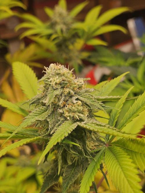 Lemon Mandarin. Week 16