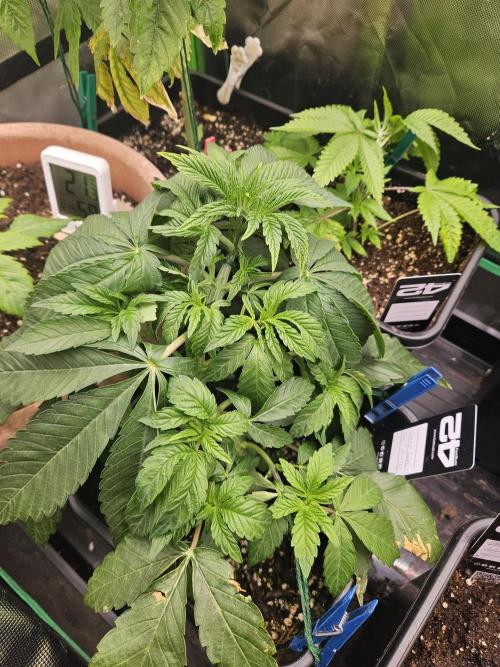 Gary Sherbet. Week 6