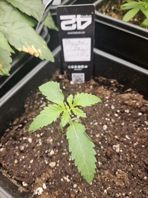 FC4000-EVO 320W Dimmable Samsung LED. Week 2