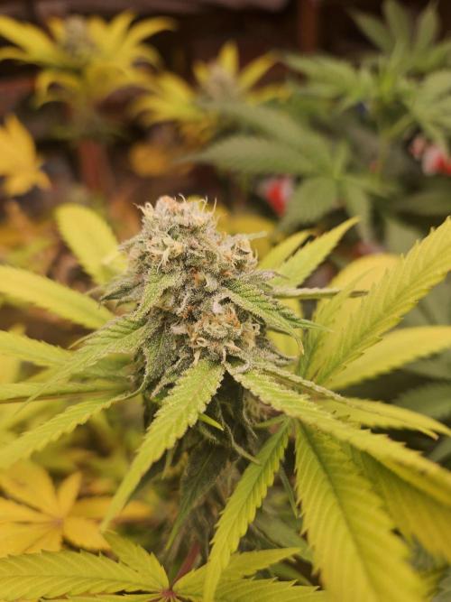 Lemon Mandarin 🍋🍊. Week 17