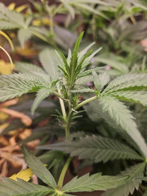 Clone Lemon Mandarin. Week 9