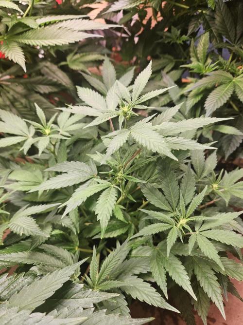 Clone Lemon Mandarin. Week 9