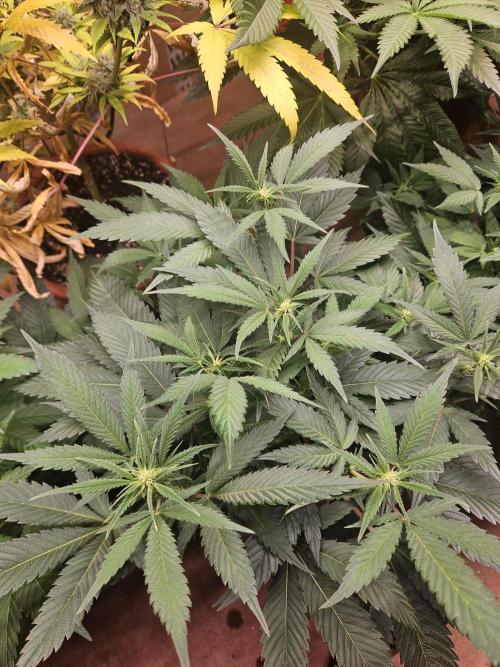 Clone Lemon Mandarin. Week 9